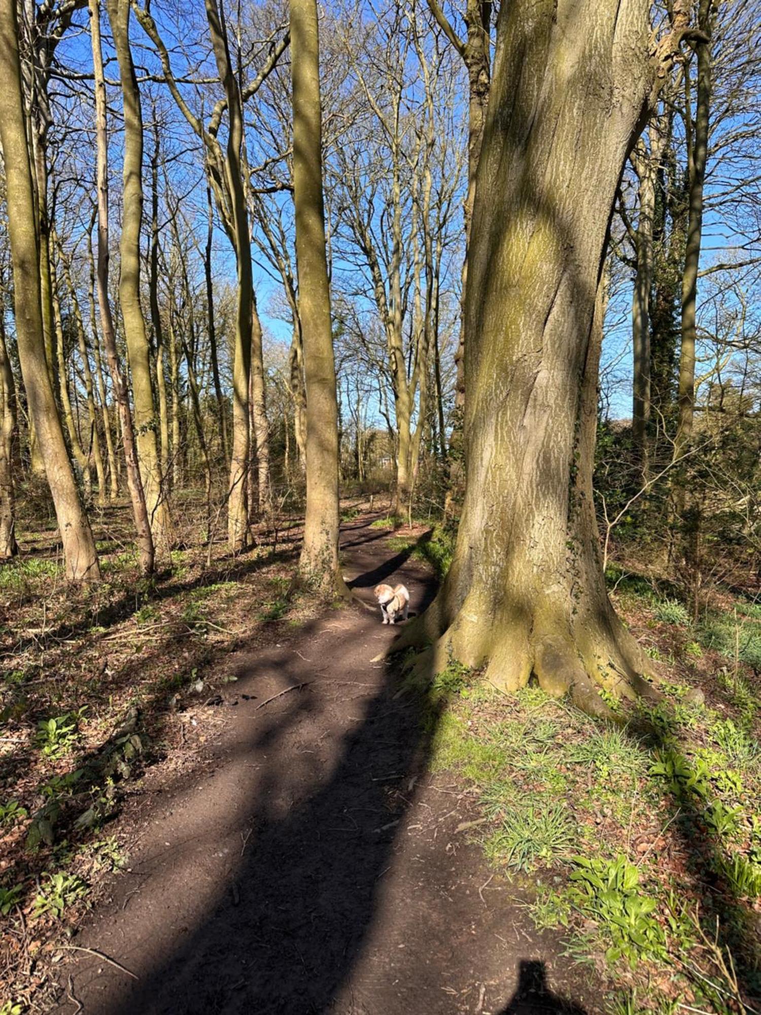 Max'S Woodland Lodge Bridlington Esterno foto